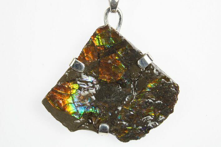 Brilliant Ammolite Pendant (Necklace) - Alberta, Canada #315390